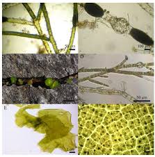 Attēlu rezultāti vaicājumam “Batrachospermum moniliforme”