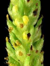 Attēlu rezultāti vaicājumam “Salix x doniana flower”