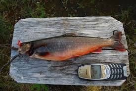Image result for Salvelinus alpinus