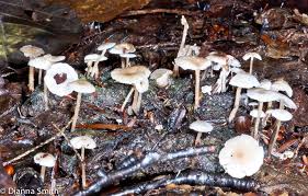 Attēlu rezultāti vaicājumam “Collybia sp.”