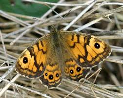 Attēlu rezultāti vaicājumam “Lasiommata megera female”