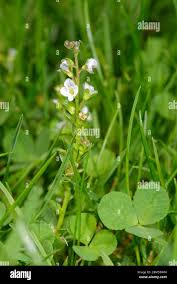Attēlu rezultāti vaicājumam “Veronica serpyllifolia flower”