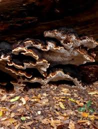 Attēlu rezultāti vaicājumam “Ischnoderma benzoinum”