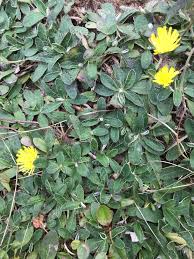 Attēlu rezultāti vaicājumam “Pilosella officinarum leaf”