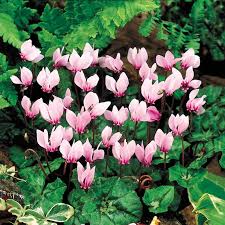 Attēlu rezultāti vaicājumam “Cyclamen hederifolium”