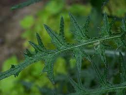 Attēlu rezultāti vaicājumam “Cirsium palustre leaf”