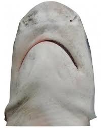 Image result for Carcharhinus leucas