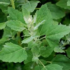 Image result for Chenopodium album
