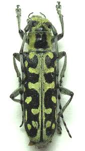 Attēlu rezultāti vaicājumam “Saperda scalaris”