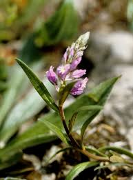 Attēlu rezultāti vaicājumam “Polygala comosa flower”