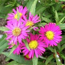 Attēlu rezultāti vaicājumam “Symphyotrichum x salignum flower”