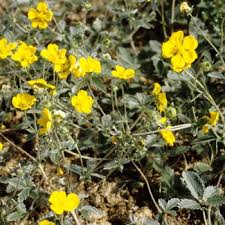Attēlu rezultāti vaicājumam “Potentilla arenaria”