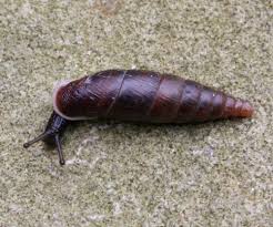 Attēlu rezultāti vaicājumam “Clausiliidae”