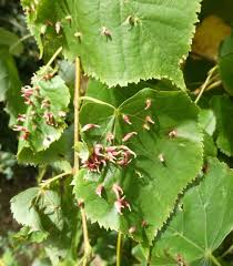 Attēlu rezultāti vaicājumam “Eriophyes tiliae”