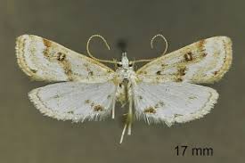 Attēlu rezultāti vaicājumam “Parapoynx stratiotata female”