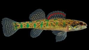 Image result for Slough Pirates