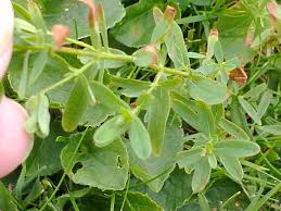 Attēlu rezultāti vaicājumam “Hypericum perforatum leaf”