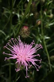 Attēlu rezultāti vaicājumam “Serratula tinctoria flower”