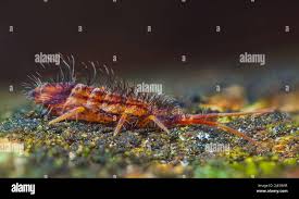 Attēlu rezultāti vaicājumam “Orchesella flavescens”
