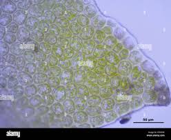 Attēlu rezultāti vaicājumam “Barbilophozia barbata”