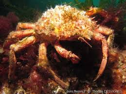 Image result for Maja brachydactyla