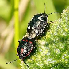 Attēlu rezultāti vaicājumam “Eurydema oleracea”