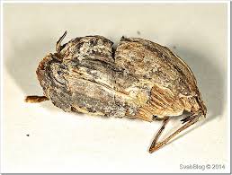 Attēlu rezultāti vaicājumam “Aulacidea hieracii”