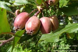Attēlu rezultāti vaicājumam “Malus prunifolia fruit”