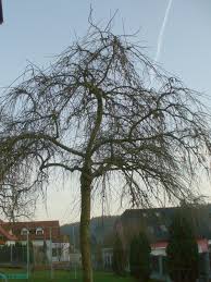 Attēlu rezultāti vaicājumam “Fraxinus excelsior Pendula”