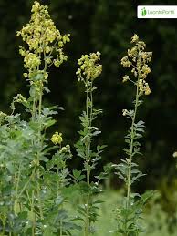 Attēlu rezultāti vaicājumam “Thalictrum minus”