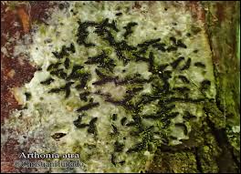 Attēlu rezultāti vaicājumam “Opegrapha atra”