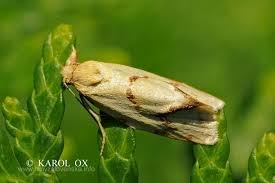 Attēlu rezultāti vaicājumam “Agapeta hamana”