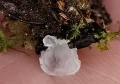 Attēlu rezultāti vaicājumam “Rimbachia neckerae”