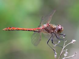 Attēlu rezultāti vaicājumam “Sympetrum vulgatum male”