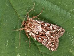 Attēlu rezultāti vaicājumam “Lycophotia porphyrea”