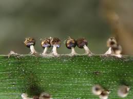 Attēlu rezultāti vaicājumam “Diachea subsessilis”