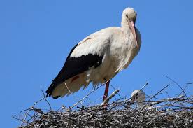 Attēlu rezultāti vaicājumam “Ciconiiformes”