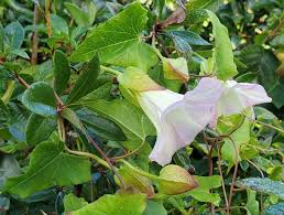 Attēlu rezultāti vaicājumam “Calystegia sepium”