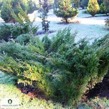 Attēlu rezultāti vaicājumam “Juniperus sabina”