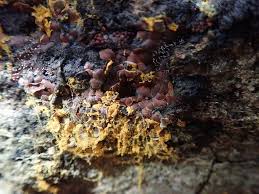 Attēlu rezultāti vaicājumam “Perichaena depressa”