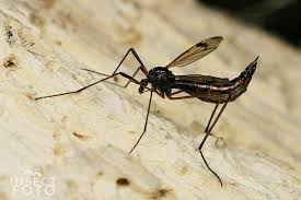 Attēlu rezultāti vaicājumam “Dictenidia bimaculata”