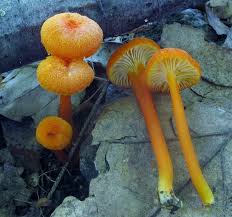 Attēlu rezultāti vaicājumam “Hygrocybe cantharellus”