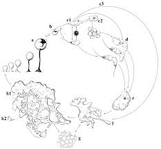Attēlu rezultāti vaicājumam “Comatricha ellae stalked”