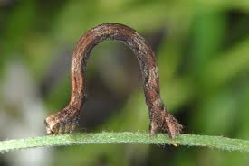 Attēlu rezultāti vaicājumam “Scopula floslactata”