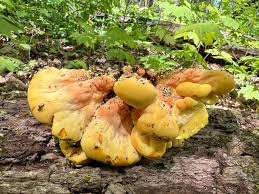 Attēlu rezultāti vaicājumam “Laetiporus sulphureus”