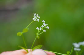 Attēlu rezultāti vaicājumam “Galium elongatum leaf”