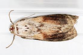 Attēlu rezultāti vaicājumam “Aphomia sociella male”