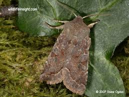 Attēlu rezultāti vaicājumam “Orthosia incerta”