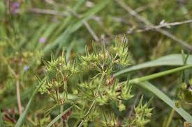 Attēlu rezultāti vaicājumam “Geranium dissectum fruit”