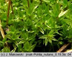 Attēlu rezultāti vaicājumam “Pohlia nutans”